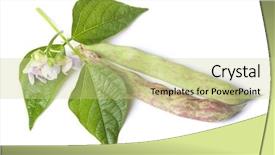  Presentation with dried vanilla pods and flowers - Audience pleasing PPT theme consisting of pods with leaf and flower backdrop and a soft green colored foreground