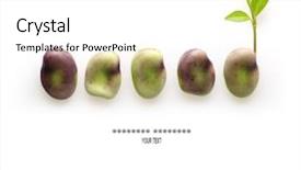  Presentation with kidney bean - Colorful presentation theme enhanced with kidney bean with green sprout backdrop and a white colored foreground