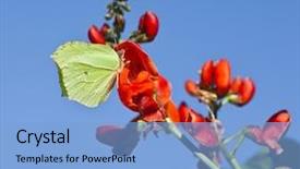  Presentation with fabaceae - Colorful PPT layouts enhanced with a blue sky background backdrop and a light blue colored foreground