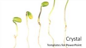  Presentation with white green - PPT theme featuring kidney color background - green bean seedlings isolated background and a cream colored foreground