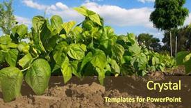  Presentation with beautiful green - Slide deck with kidneys - beautiful green bean field background and a tawny brown colored foreground