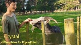  Presentation with wildlife goat - Slide set featuring kids-feeding-a-goat background and a tawny brown colored foreground