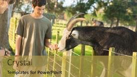  Presentation with wildlife goat - Presentation enhanced with kids-feeding-a-goat background and a yellow colored foreground