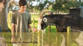  Presentation with wildlife goat - Slides consisting of kids-feeding-a-goat background and a gold colored foreground