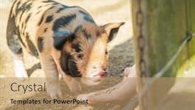  Presentation with kids playing - PPT theme having kids-playing-with-piglets background and a coral colored foreground