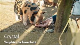  Presentation with kids playing - Presentation theme featuring kids-playing-with-piglets background and a violet colored foreground