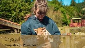  Presentation with kids playing - PPT theme consisting of kids-playing-with-piglets background and a gold colored foreground