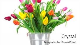  Presentation with tub - PPT theme consisting of kids valentines - bunch of tulips in tub background and a  colored foreground