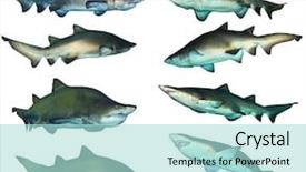  Presentation with shark - Colorful theme enhanced with killer sea wave - 8 shark collection backdrop and a light blue colored foreground