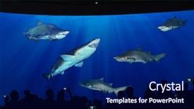  Presentation with ocean - Presentation theme having killer sea wave - ocean-park background and a navy blue colored foreground