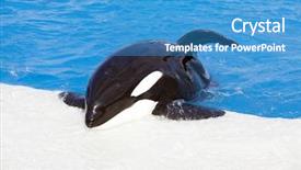  Presentation with killer whale - Amazing slides having killer whale in blue water backdrop and a teal colored foreground