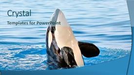  Presentation with whale - Audience pleasing presentation theme consisting of killer whale in loro parque backdrop and a light blue colored foreground