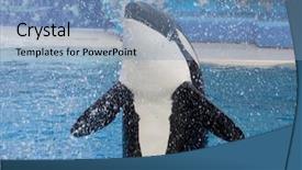  Presentation with killer whale - Beautiful presentation featuring killer whale in motion splash backdrop and a light blue colored foreground