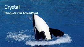  Presentation with killer whale - Amazing PPT theme having killer whale jumping backdrop and a  colored foreground