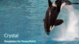  Presentation with killer whale - Slide set consisting of killer whale jumping background and a ocean colored foreground