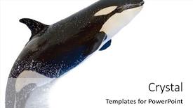  Presentation with whale - Colorful presentation theme enhanced with  backdrop and a  colored foreground.