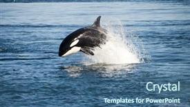  Presentation with whale - Colorful slide deck enhanced with killer whale backdrop and a ocean colored foreground