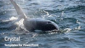  Presentation with killer whale - Slide deck featuring killer whale background and a ocean colored foreground