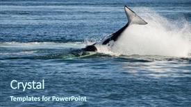  Presentation with killer whale - PPT layouts enhanced with killer whale background and a ocean colored foreground