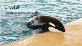  Presentation with fun - Audience pleasing presentation design consisting of killer whales - killerwhale in a water world backdrop and a light blue colored foreground