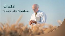  Presentation with animal testing scientist doing experiment - Colorful PPT theme enhanced with kinds of grain and wheat backdrop and a light blue colored foreground