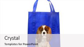  Presentation with reusable - Slide deck having king charles cavalier dog background and a white colored foreground