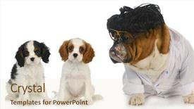  Presentation with english bulldog - Audience pleasing presentation theme consisting of king charles spaniel puppy patient backdrop and a lemonade colored foreground