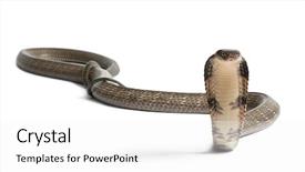  Presentation with king - PPT layouts enhanced with king cobra - ophiophagus hannah poisonous background and a white colored foreground