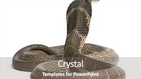  Presentation with king - PPT layouts consisting of king cobra - ophiophagus hannah poisonous background and a violet colored foreground