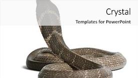  Presentation with executive marting luther king jur - Theme with king cobra - ophiophagus hannah poisonous background and a white colored foreground