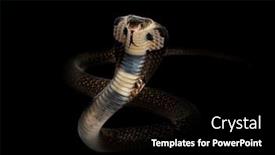  Presentation with king - Presentation design with king-cobra-ophiophagus-hannah-venomous background and a black colored foreground