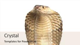  Presentation with king - Presentation theme having king cobra studio shot background and a coral colored foreground