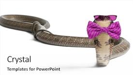  Presentation with fixing his black bow tie - Slide deck enhanced with king cobra wearing glasses and a bow tie in front of a white background background and a white colored foreground