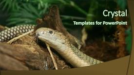  Presentation with king - Presentation design featuring king cobra background and a wine colored foreground