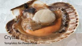  Presentation with ice - Presentation theme consisting of king james - fresh raw open scallop background and a  colored foreground