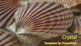  Presentation with coconut shell fresh whole - Colorful slide set enhanced with king james - fresh raw scallops on ice backdrop and a  colored foreground