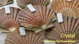  Presentation with coconut shell fresh whole - Slide set featuring king james - fresh raw scallops on ice background and a  colored foreground
