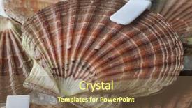  Presentation with shell - Presentation design featuring king james - fresh raw scallops on ice background and a  colored foreground