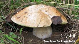  Presentation with fungi - Presentation theme enhanced with king-of-fungi-closeup background and a tawny brown colored foreground