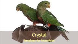  Presentation with pirate - Presentation with king-parrot-on-a-pirate background and a tawny brown colored foreground