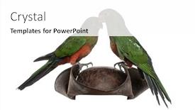  Presentation with pirate - Beautiful presentation featuring king-parrot-on-a-pirate backdrop and a white colored foreground