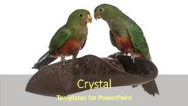  Presentation with pirate - Amazing PPT theme having king-parrot-on-a-pirate backdrop and a tawny brown colored foreground