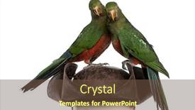  Presentation with pirate - Beautiful presentation theme featuring king-parrot-on-a-pirate backdrop and a tawny brown colored foreground