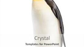  Presentation with king - Colorful presentation enhanced with king-penguin-bird-from-antartica backdrop and a white colored foreground
