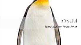  Presentation with king - Colorful presentation theme enhanced with king-penguin-facing backdrop and a white colored foreground
