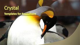  Presentation with zoo - Presentation enhanced with king penguin in zoo background and a tawny brown colored foreground
