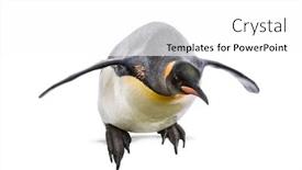 Presentation with king - PPT theme having king-penguin-jumping-for-diving background and a white colored foreground