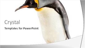  Presentation with king - Slide deck featuring king-penguin-looking-down-isolated background and a white colored foreground