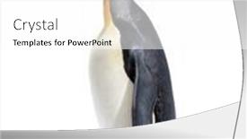  Presentation with king - Audience pleasing presentation design consisting of king-penguin-looking-up-isolated backdrop and a white colored foreground