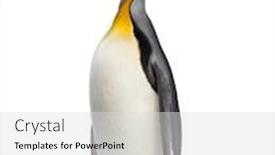  Presentation with king - Slide set having king-penguin-looking-up-isolated background and a light gray colored foreground